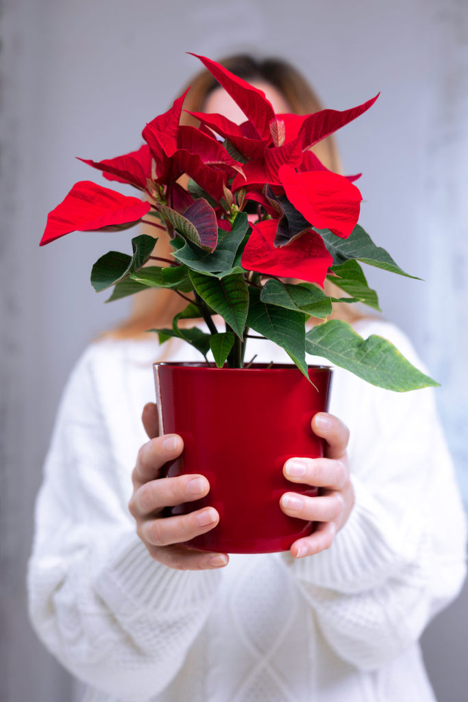 woman-holding-poinsettia woman in white sweater holding a potted poinsettia
